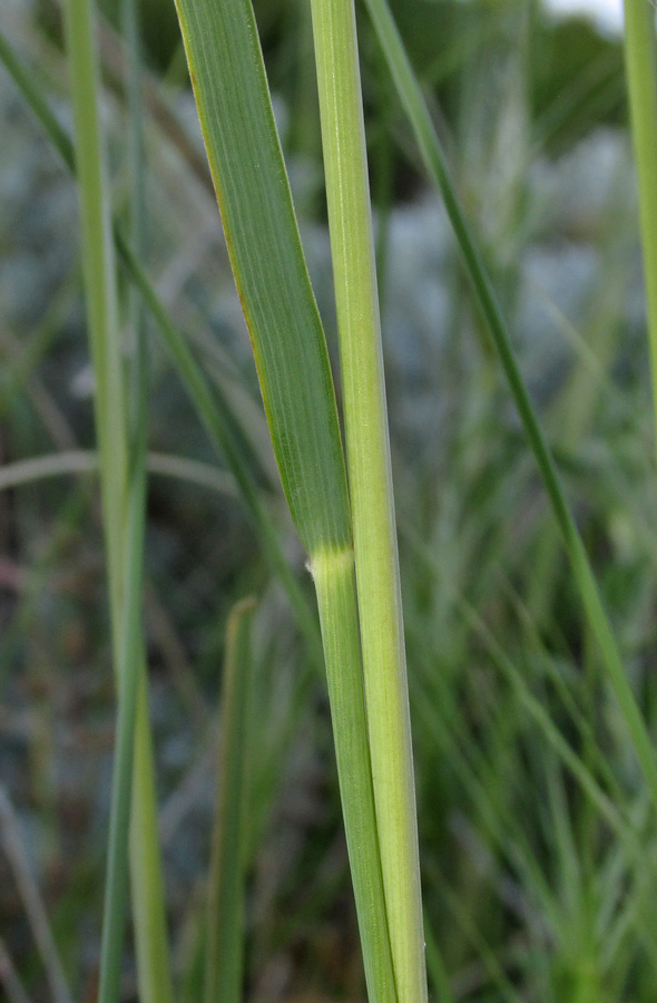 Image of Stipa pulcherrima specimen.