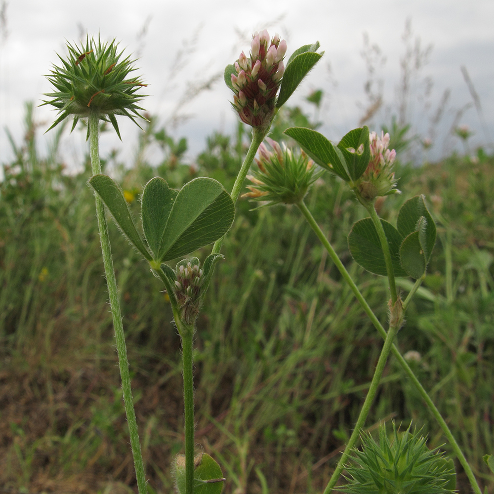 Изображение особи Trifolium leucanthum.