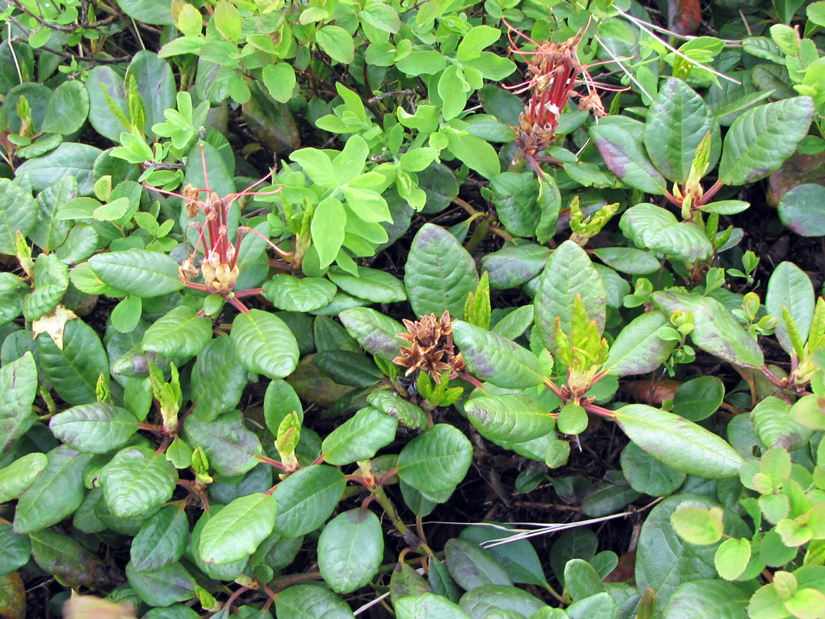 Image of Rhododendron aureum specimen.