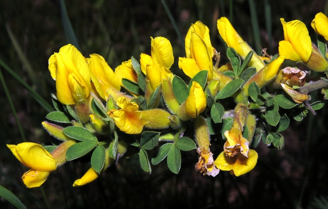 Изображение особи Chamaecytisus colchicus.