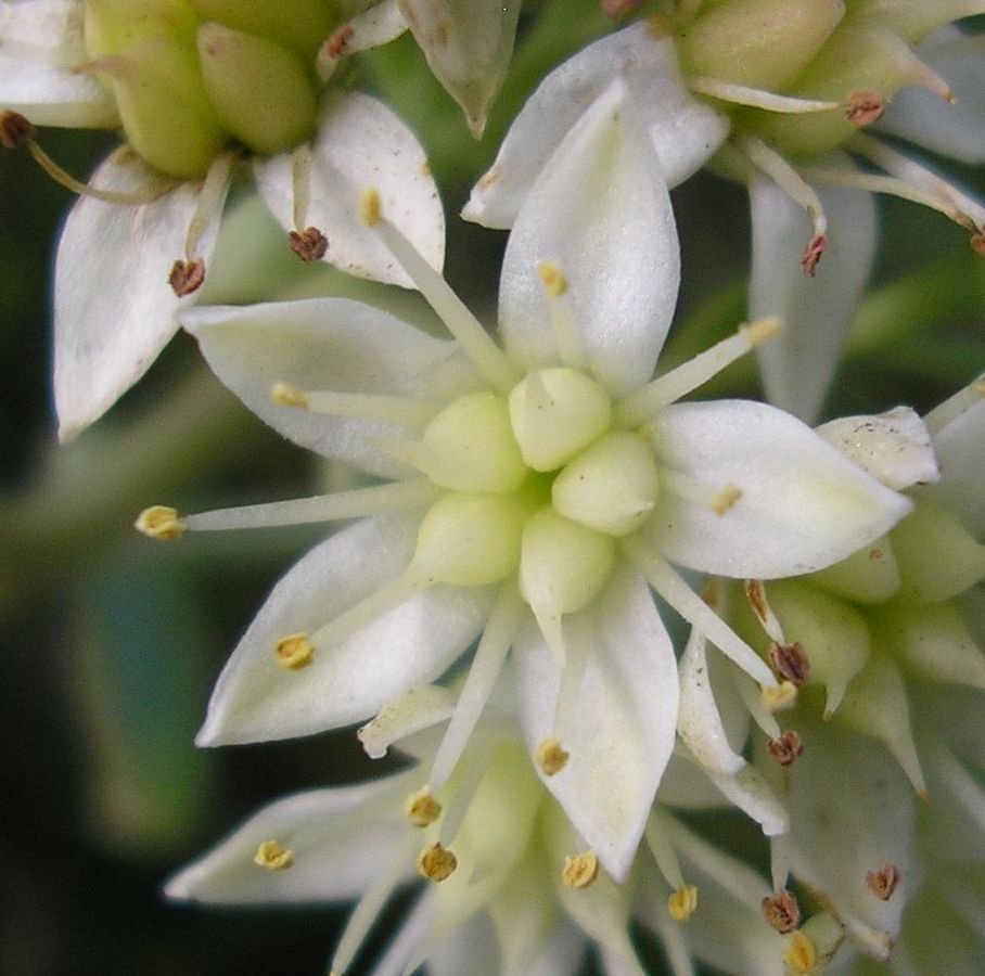 Image of Hylotelephium stepposum specimen.