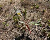 Erythronium caucasicum. Цветущее растение с сидящим кузнечиком. Краснодарский край, хр. Ачишхо, ок. 1800 м н.у.м., субальпийский луг, на месте недавно растаявшего снежника. 26.06.2017.