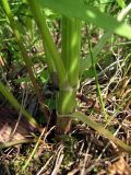 Valeriana officinalis