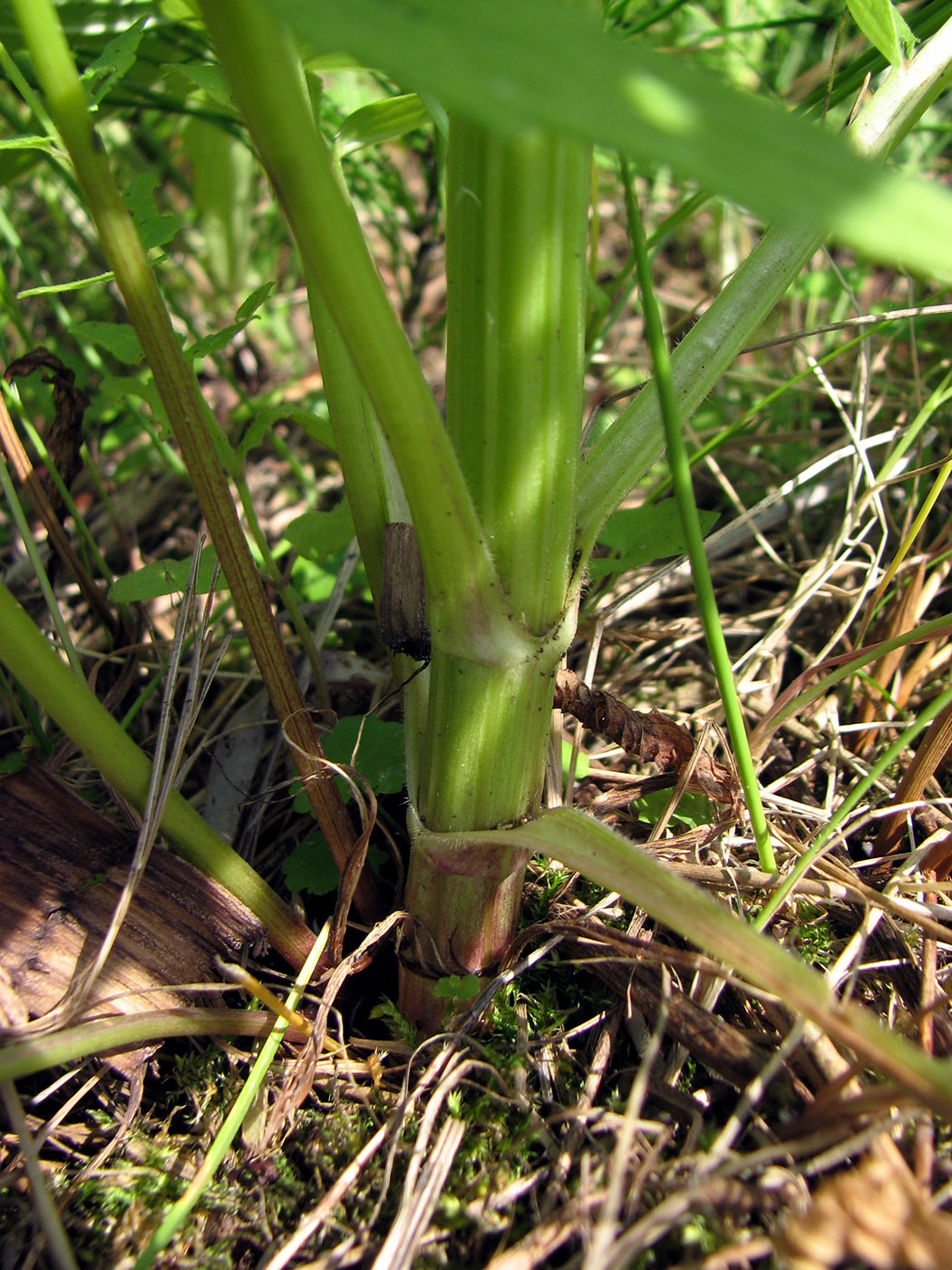 Изображение особи Valeriana officinalis.