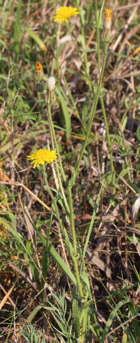 Изображение особи Crepis rhoeadifolia.