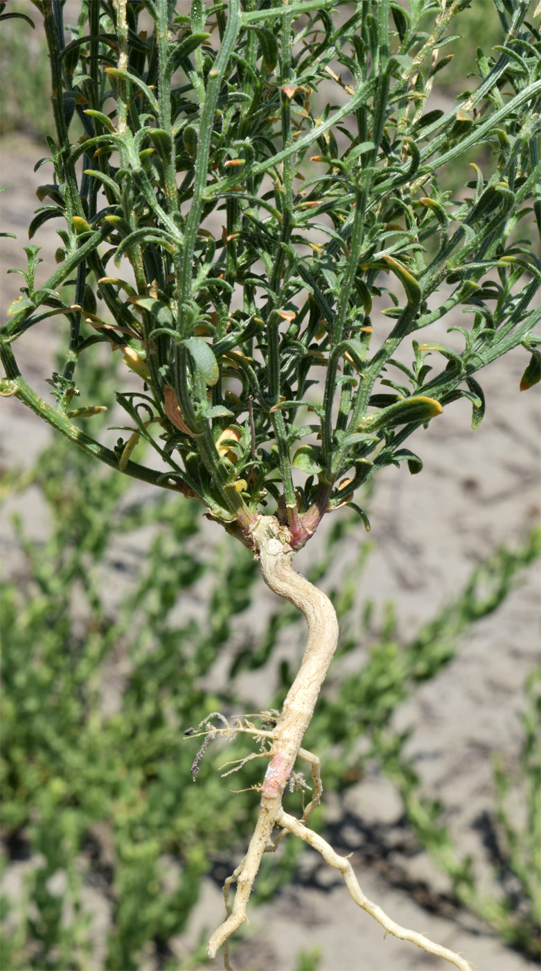 Изображение особи Corispermum lehmannianum.