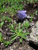 Campanula biebersteiniana