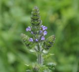 Salvia verbenaca