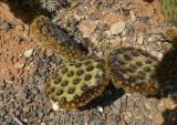 Opuntia aciculata