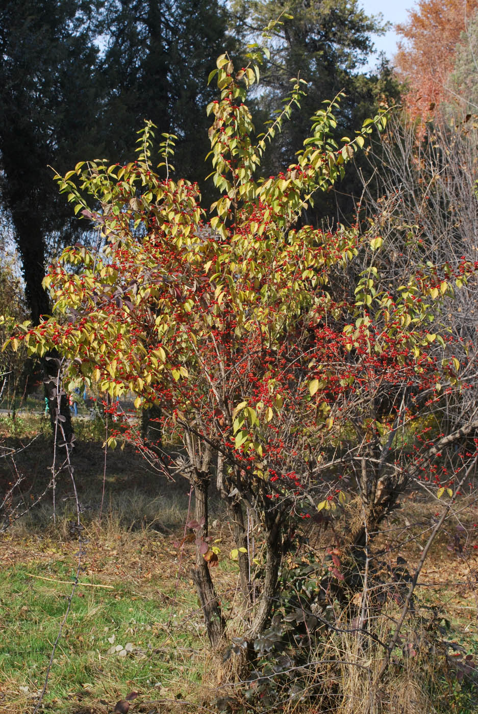 Image of Lonicera maackii specimen.