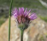 Erigeron caucasicus. Верхушка побега с соцветием. Кабардино-Балкария, Эльбрусский р-н, долина р. Юсеньги, ок. 2500 м н.у.м., каменистое место близ р. Юсеньги. 25.08.2017.