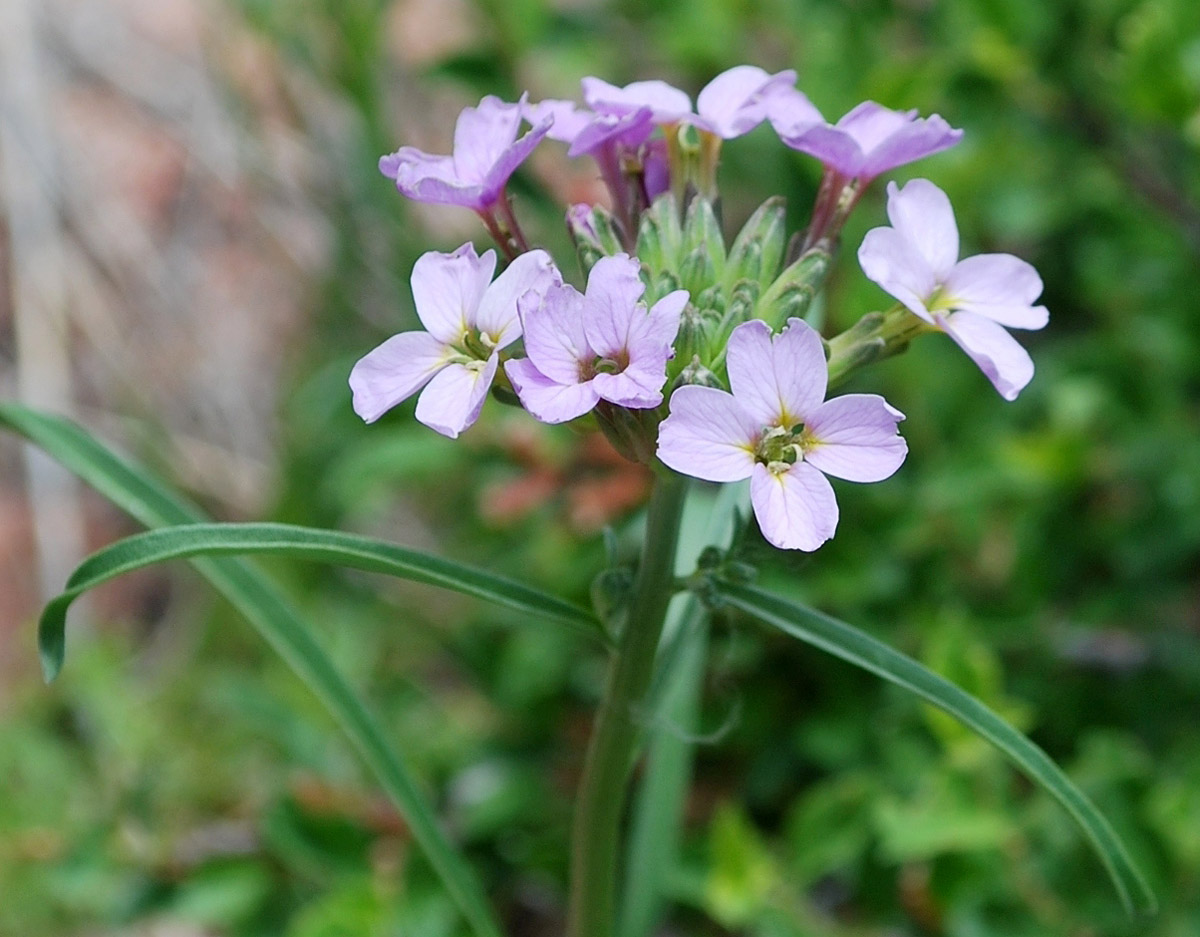 Image of Erysimum cyaneum specimen.