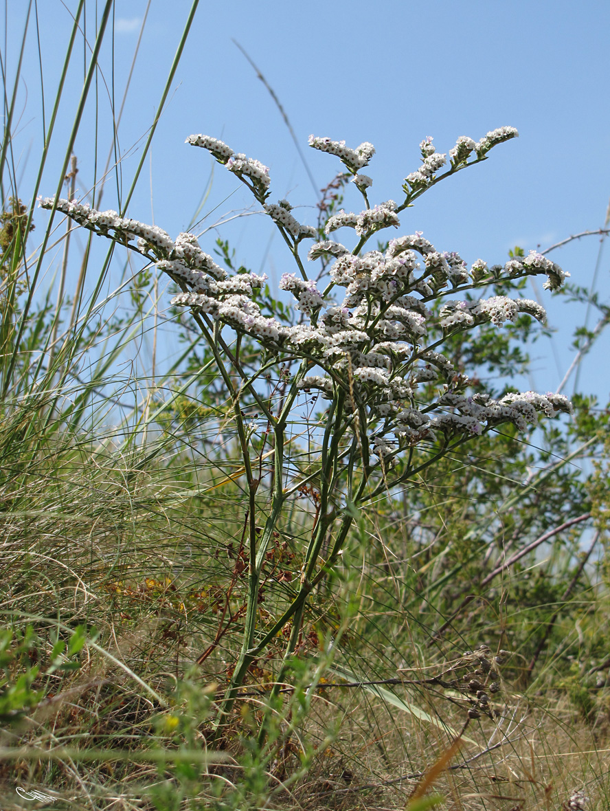 Image of Goniolimon dschungaricum specimen.