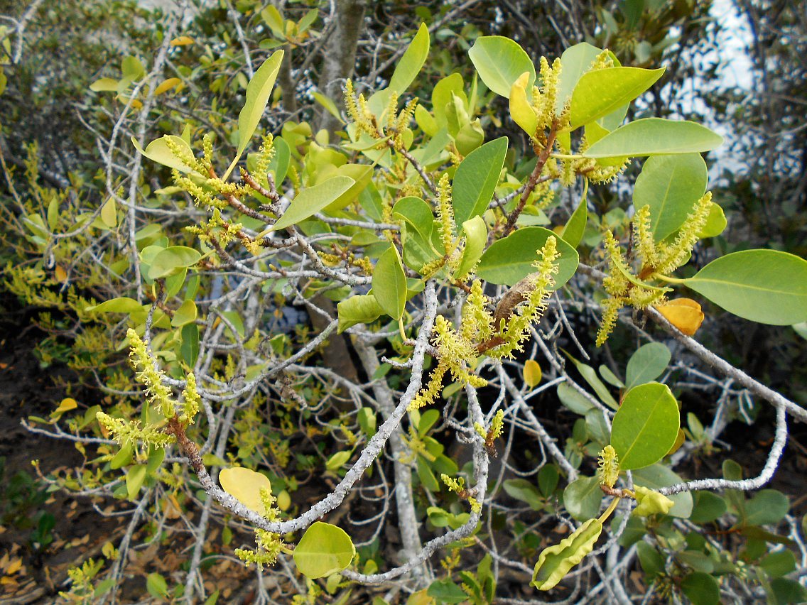 Image of Excoecaria agallocha specimen.