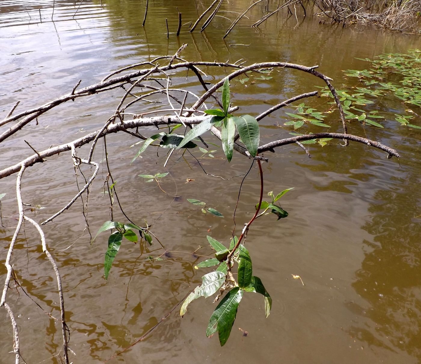 Image of Persicaria amphibia specimen.