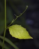 Lapsana communis. Лист в средней части побега. Пермский край, г. Пермь, Свердловский р-н, кладбище \"Южное\", под пологом тополиной рощи. 28.07.2017.