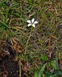 Parnassia laxmannii