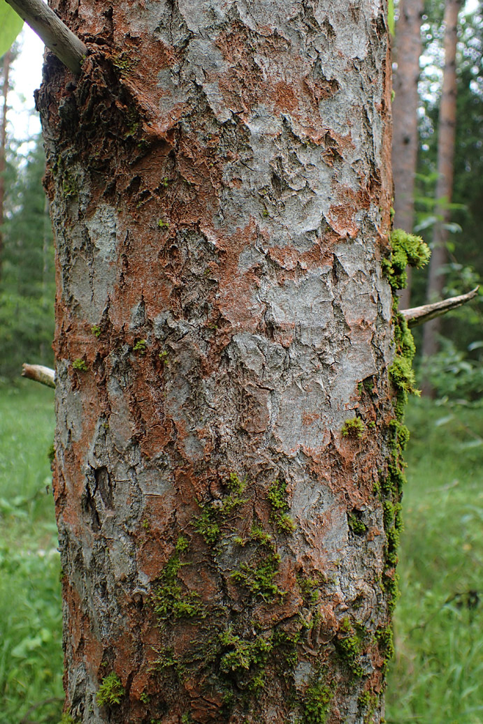 Изображение особи Populus suaveolens.