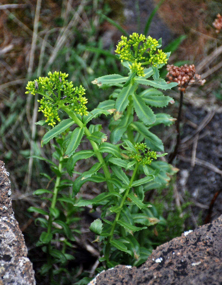 Изображение особи род Rhodiola.