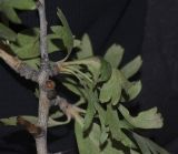 Crataegus aronia