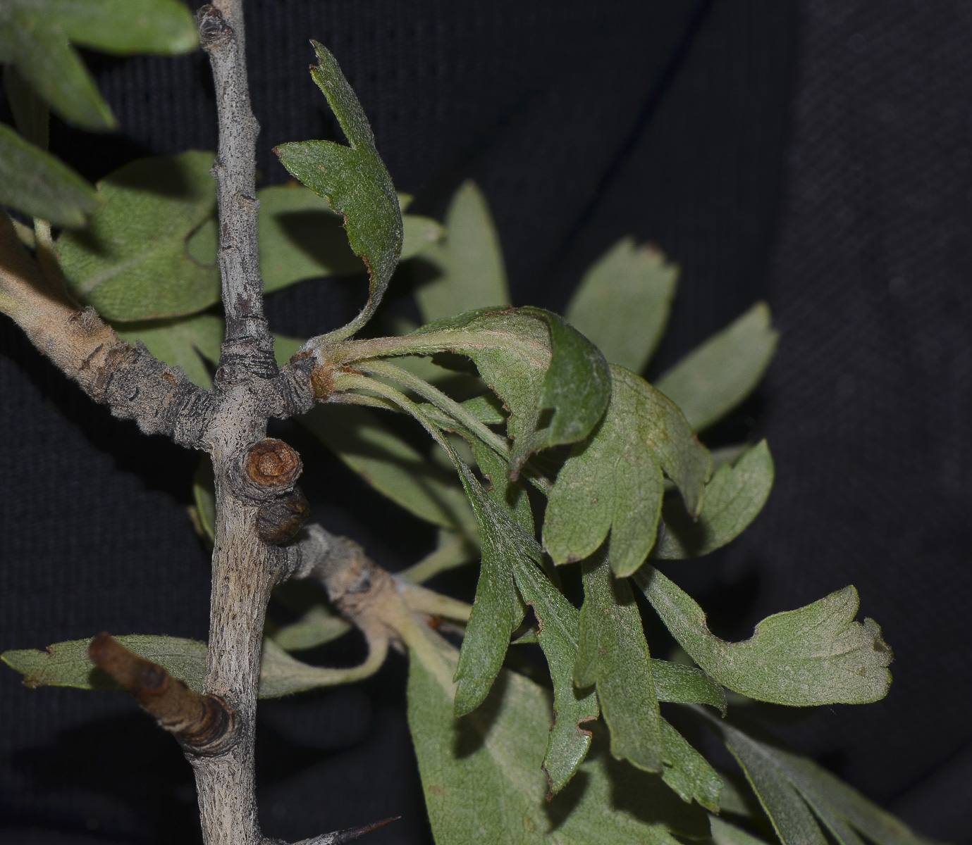 Image of Crataegus aronia specimen.
