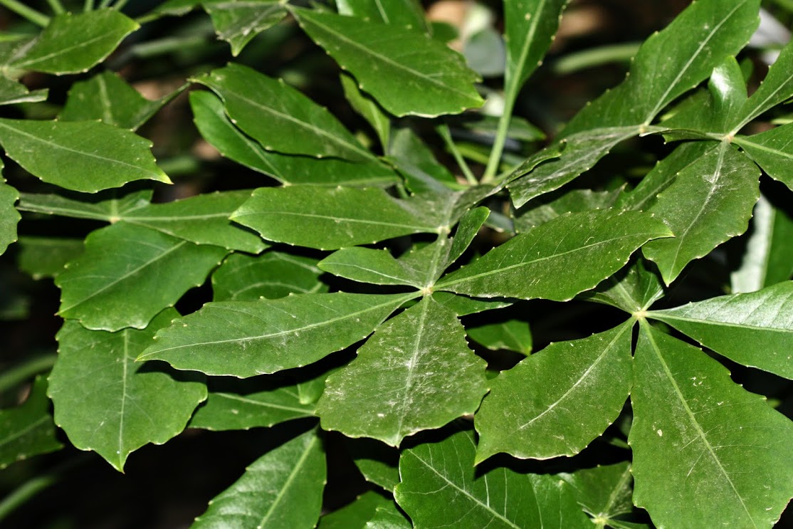 Изображение особи семейство Araliaceae.