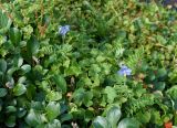 Polemonium boreale