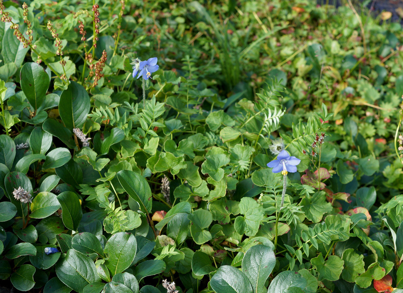 Image of Polemonium boreale specimen.