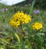 Patrinia sibirica. Верхушка цветущего растения. Магаданская обл., Ольский р-н, окр. пос. Атарган, приморский луг. 05.07.2017.