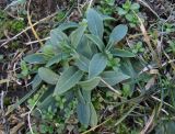 genus Melandrium
