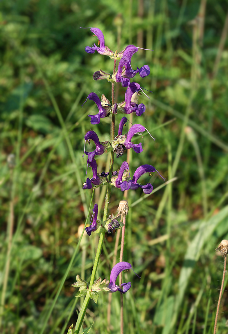 Изображение особи Salvia pratensis.