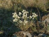 Smelowskia alba