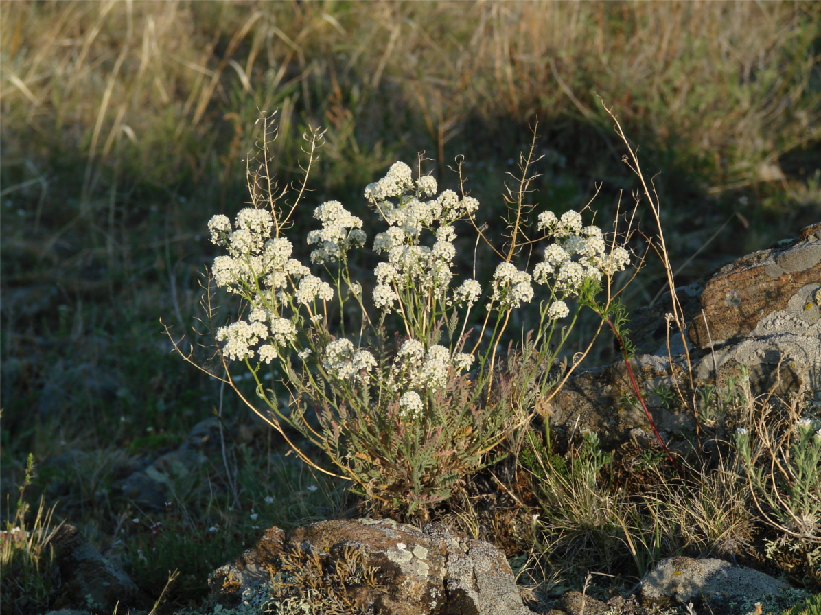 Изображение особи Smelowskia alba.