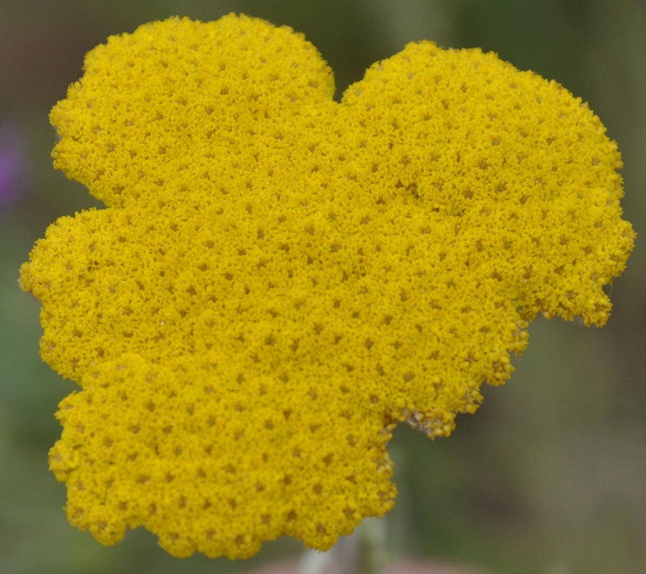 Image of Achillea coarctata specimen.