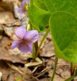 Viola mirabilis. Цветок. Чувашия, окр. г. Шумерля, лес за пос. Палан. 26 апреля 2008 г.