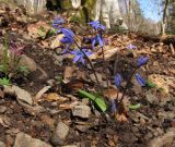 Scilla siberica