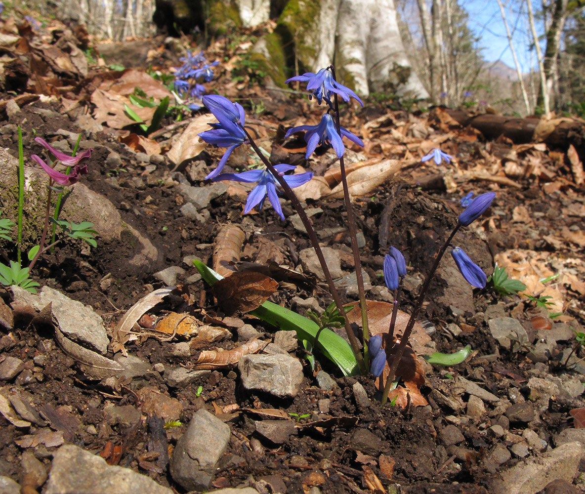 Изображение особи Scilla siberica.