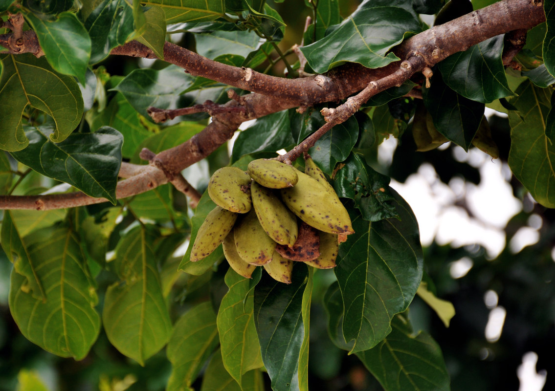 Изображение особи Pongamia pinnata.