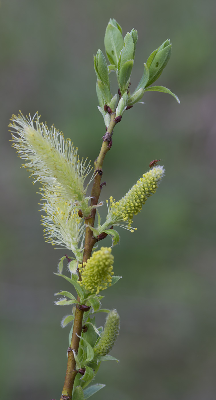 Изображение особи Salix starkeana.