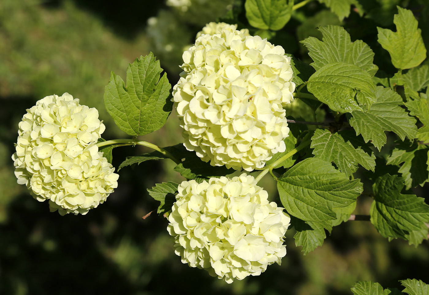 Изображение особи Viburnum opulus f. roseum.