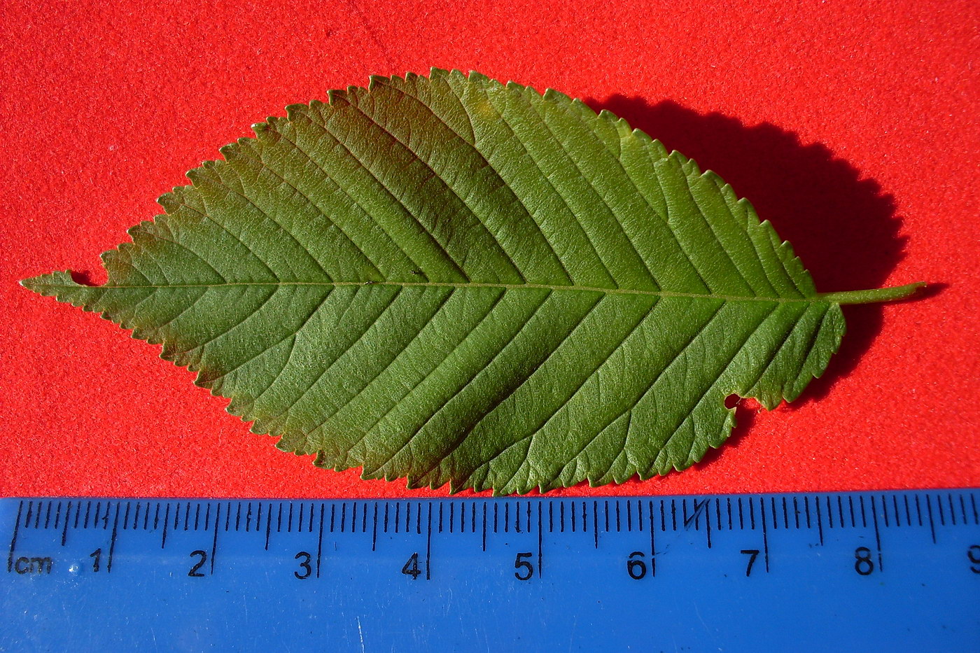 Image of Ulmus pumila specimen.