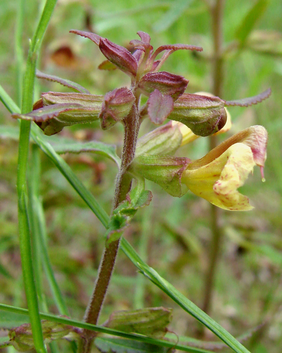 Image of Pedicularis labradorica specimen.