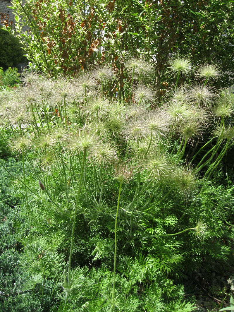 Image of Pulsatilla vulgaris specimen.