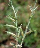 Oxytropis ornata