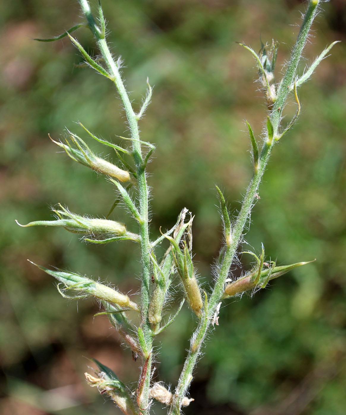 Image of Oxytropis ornata specimen.