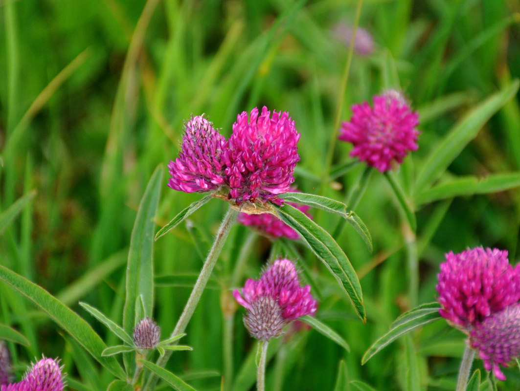 Изображение особи Trifolium alpestre.