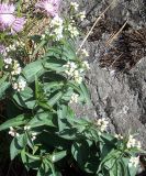 Vincetoxicum hirundinaria. Цветущие растения. Башкирия, окр. Белорецка, южный склон горы Мраткиной. Опушка соснового леса.