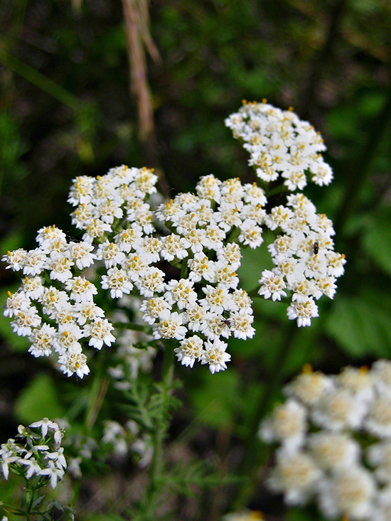 Изображение особи Achillea nobilis.