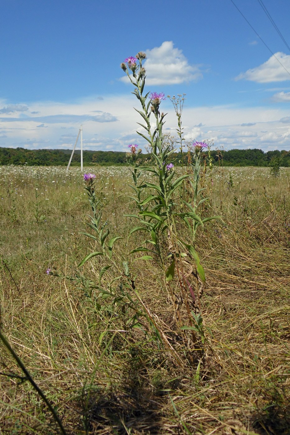 Изображение особи Centaurea abnormis.