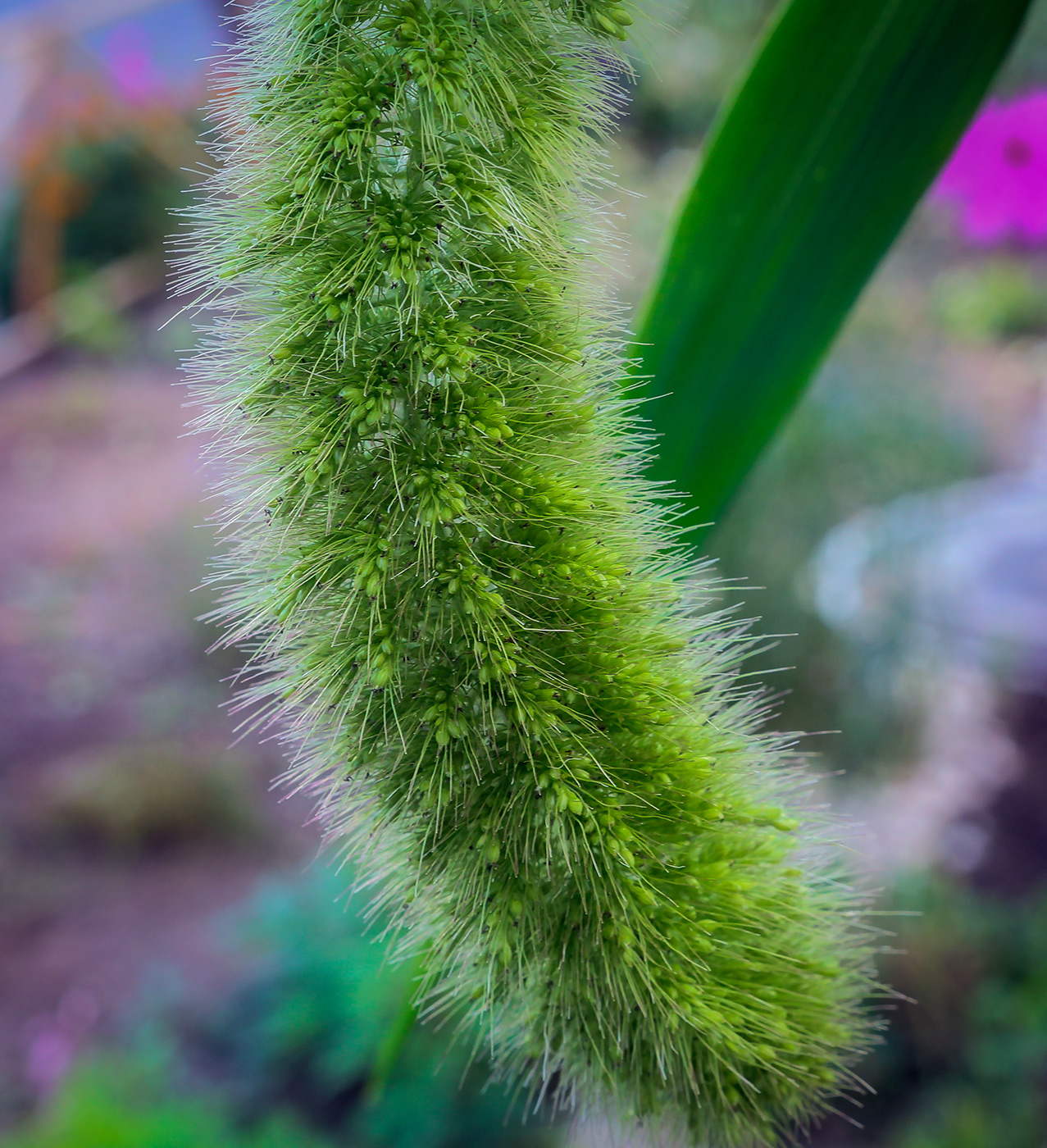 Image of Setaria italica specimen.